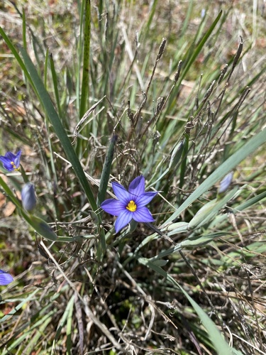 iNaturalist observation photo of western blue-eyed grass