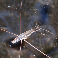 Limnometra