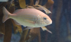 Pterogymnus laniarius