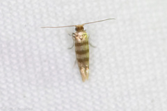Argyresthia quadristrigella