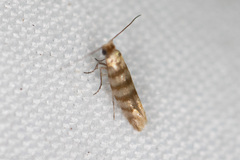 Argyresthia quadristrigella