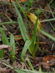 Pterostylis cardiostigma