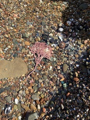 Calliarthron tuberculosum