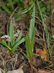 Pterostylis cardiostigma
