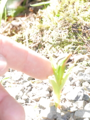 Pterostylis cardiostigma