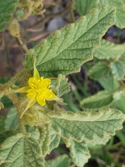 Corchorus kirkii