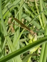 Argia sedula