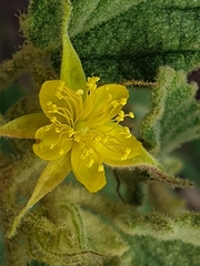 Corchorus kirkii