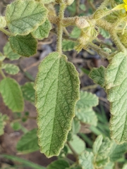 Corchorus kirkii