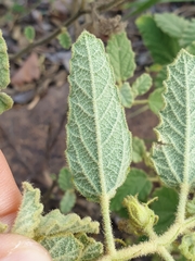 Corchorus kirkii
