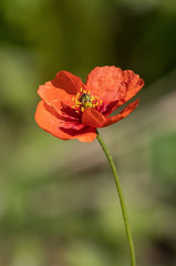 Papaver rhoeas
