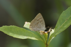 Arhopala eupolis