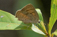 Arhopala eupolis