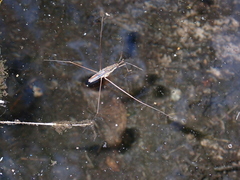 Limnometra