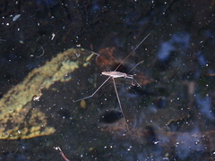 Limnometra