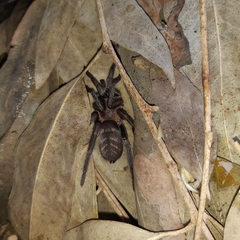 Acanthogonatus pissii