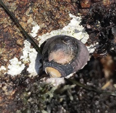 Crepidula porcellana