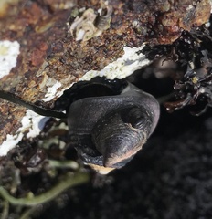 Crepidula porcellana