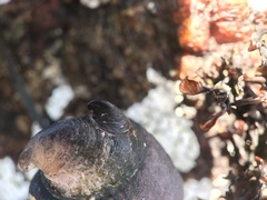 Crepidula porcellana