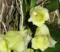 Rodriguezia compacta