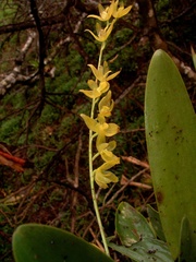 Pleurothallis quadrifida
