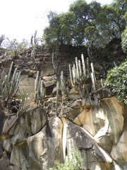 Isolatocereus dumortieri