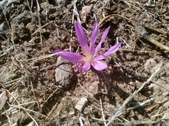 Colchicum montanum