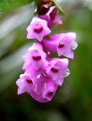 Isochilus carnosiflorus