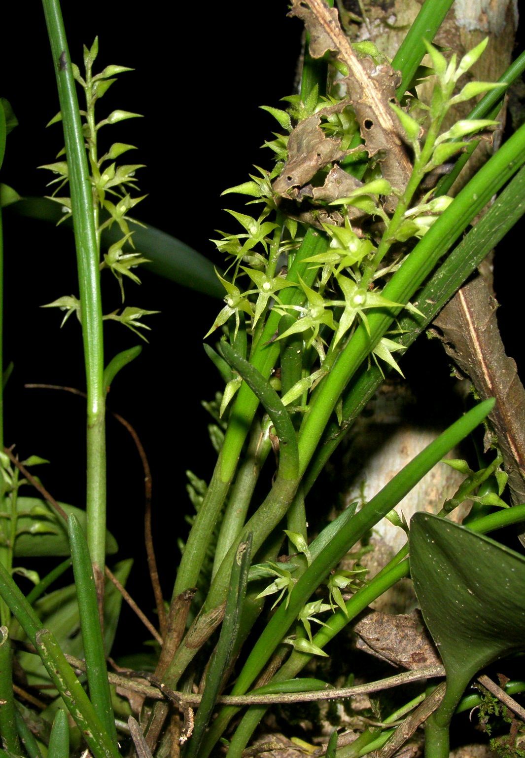 Epidendrum stangeanum Rchb.f.