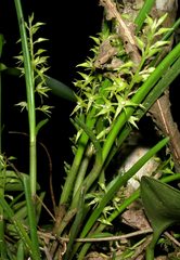 Epidendrum stangeanum