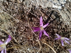 Colchicum montanum