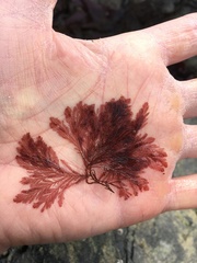 Pterosiphonia dendroidea