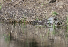 Actinemys marmorata marmorata