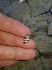 Maculotriton serriale