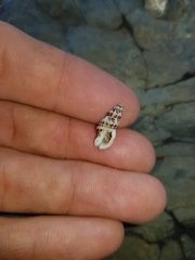 Maculotriton serriale