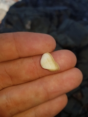 Striarca pisolina