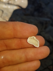 Striarca pisolina