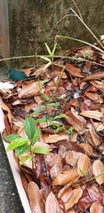 Magnoliopsida
