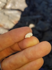 Striarca pisolina