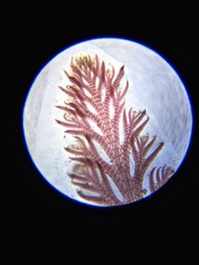 Pterosiphonia dendroidea