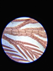 Pterosiphonia dendroidea