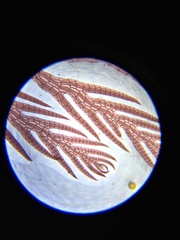 Pterosiphonia dendroidea