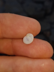 Vanikoro sigaretiformis