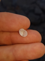 Vanikoro sigaretiformis