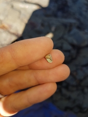 Eurytrochus strangei