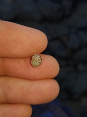 Eurytrochus strangei