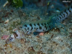 Gymnothorax gracilicauda