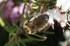 Strepsiptera