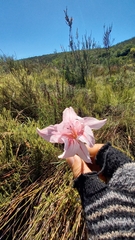 Gladiolus roseovenosus