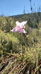Gladiolus roseovenosus